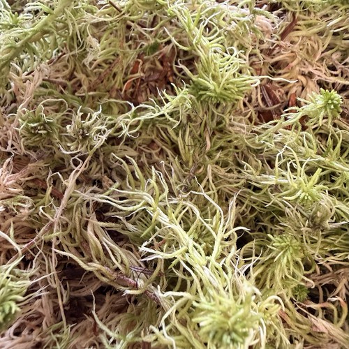 Premium live welsh sphagnum - welsh,