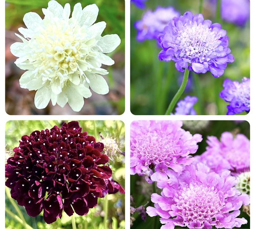 300x pincushion sweet scabious - pincushion,