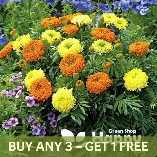 African marigold spun mix - marigold,