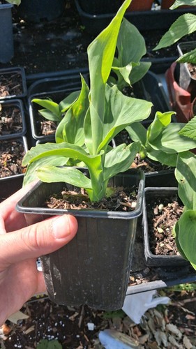 Canna lily cannova golden - lily,