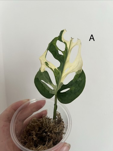 Monstera adansonii albo - monstera,