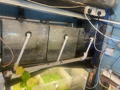 Large aquatic fish - large, tank
