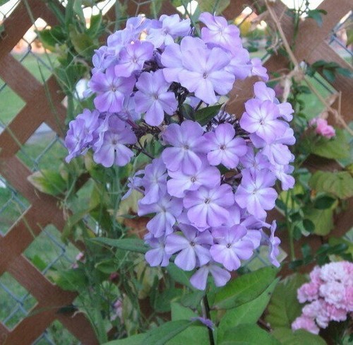 Phlox paniculata amethyst - amethyst, ex