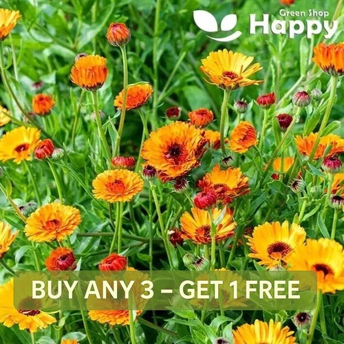 Pot marigold indian - indian, 1g