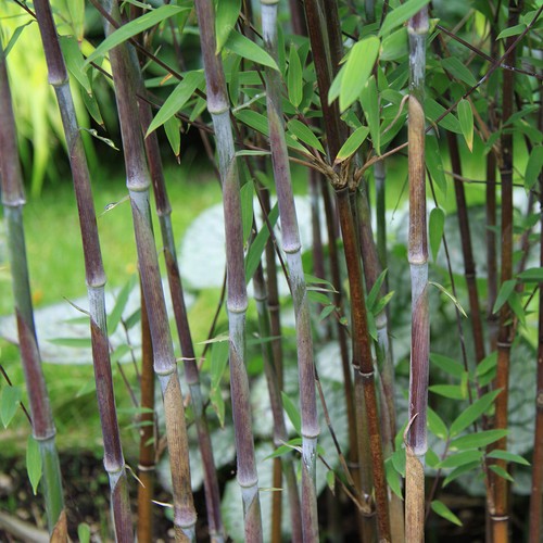 Fargesia demissa gerry bamboo - fargesia,