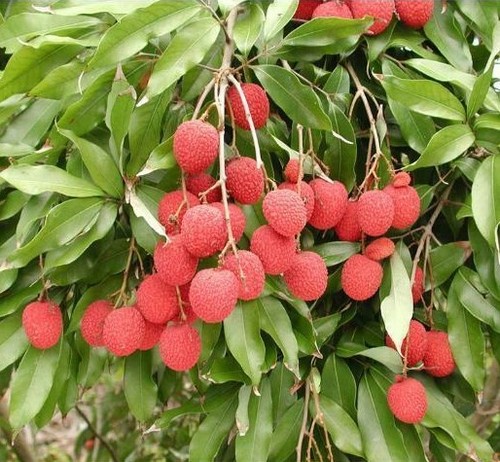 Lychee sweet dragon litchi for - lychee,