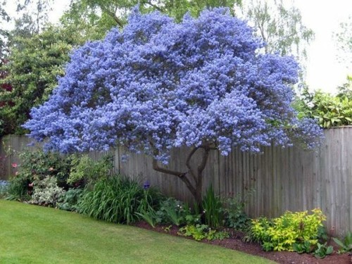 Creeping mountain lilac - creeping,