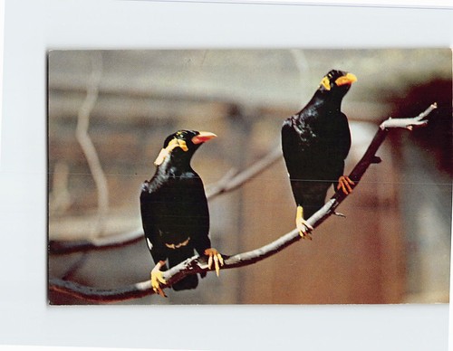 Postcard mynah birds bird - mynah, park