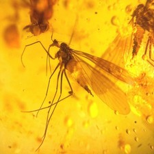 Scorpion flies burmese - flies,