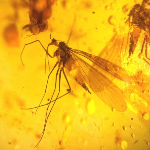 Scorpion flies burmese - in,