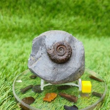 Ammonite fossil whitby - fossil,