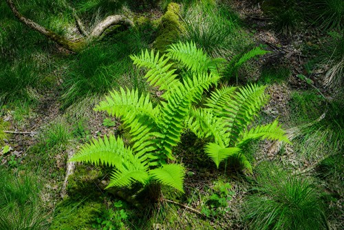 Large dryopteris atrata - large,
