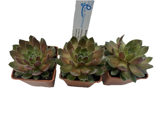 Sempervivum ruby heart - heart', x