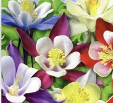 COLUMBINE MIXED - 200 Seeds  -