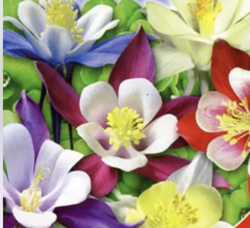 Columbine mixed 200 seeds - mixed,