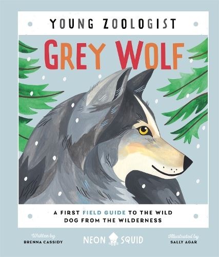 Grey wolf - (young, zoologist)