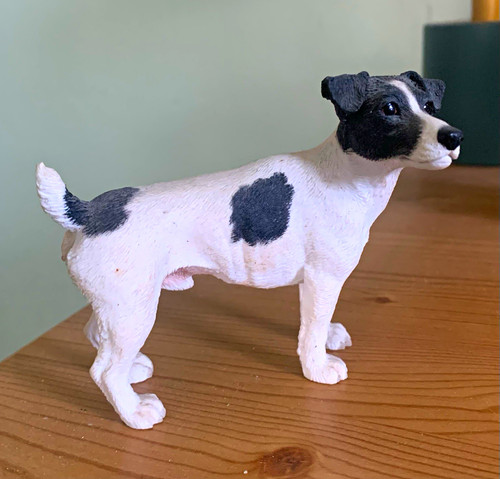 Jack russell terrier dog - terrier,