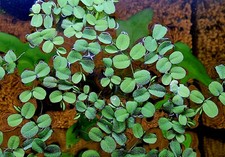 Salvinia Auriculata (African payal, Butterfly fern) Aquarium Floating Plant