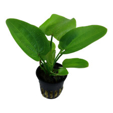 Echinodorus Aquartica Tropica