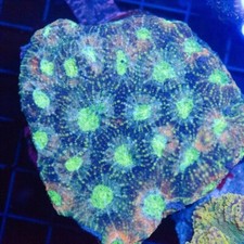 WYSIWYG Stunning Acan Echinata Colony Coral LPS