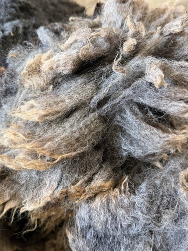 Sheeps wool whole raw fleece - whole,