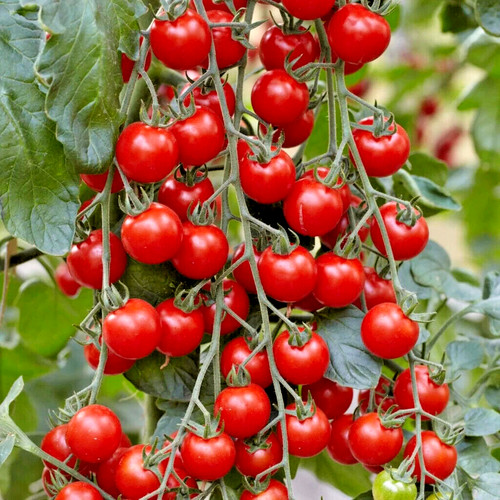Tomato red cherry - red,