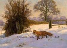 Fox in the Snow Christmas