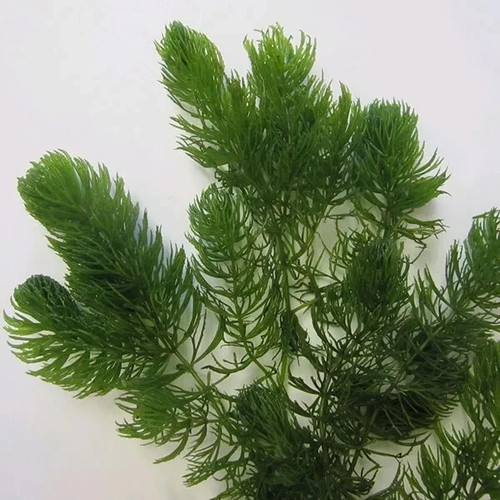 Plants hornwort pond - plants, &