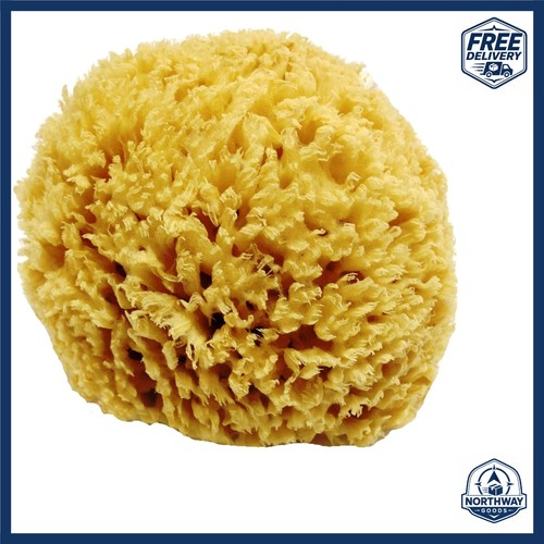 Natural organic sea sponge - sea,