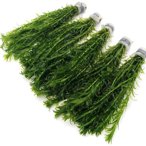 Elodea densa stems - elodea,