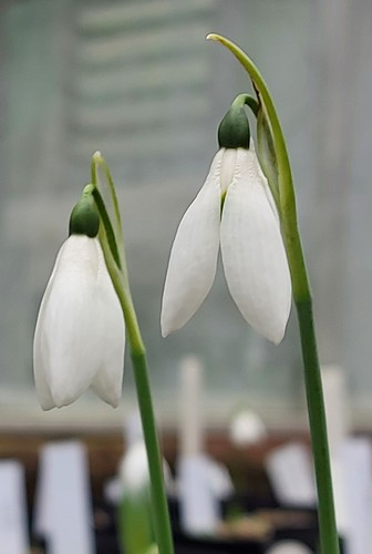 Galanthus howard wheeler - howard,