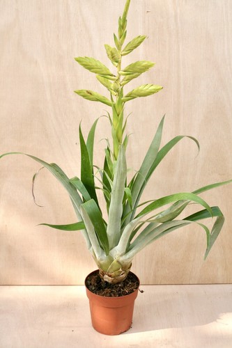 Tillandsia oerstediana giant - oerstediana, (giant