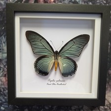 Giant Blue Swallowtail