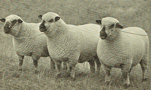 Tern flock shropshire sheep - tern,