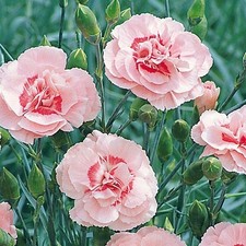 Dianthus 'Doris Pinks'