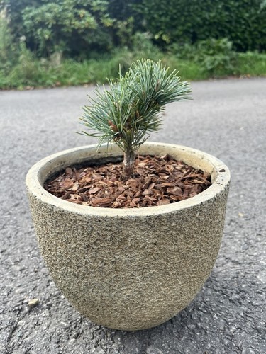 Japanese white pine - white,