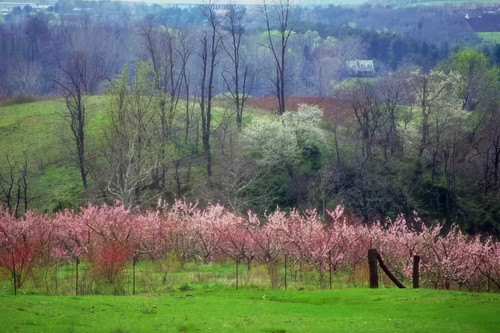 Pink orchard trees photo - pink,