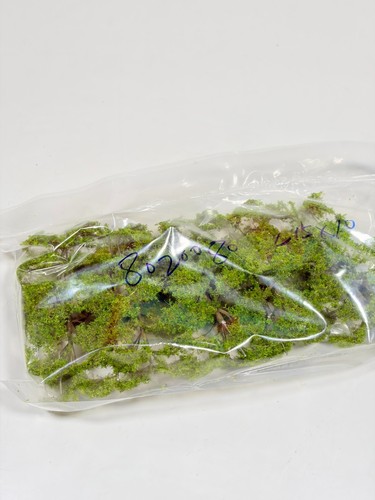 Miniature model trees - miniature,