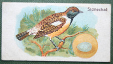 STONECHAT & EGG    Vintage