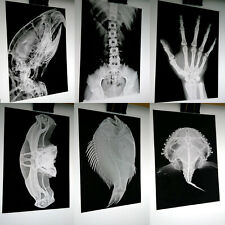 X-RAY imaged onto photographic film light box art bones 230x160mm halloween