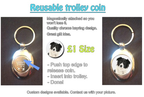 Border collie cute pet - border,