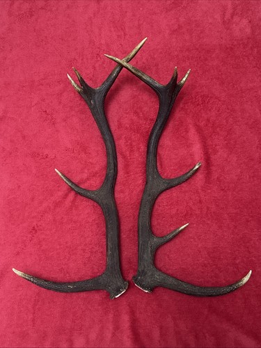 Pair red deer antlers - pair,