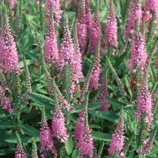 Veronica spicata 'Rose' /