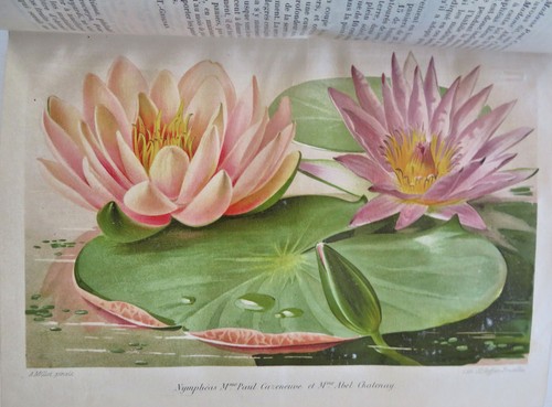 Botanical 1913 journal - 1913,