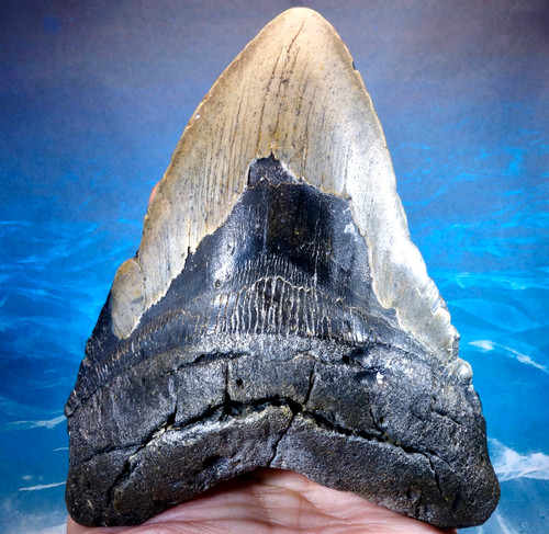 Massive megalodon shark - megalodon,