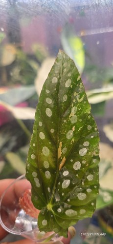 Begonia maculata pink - begonia,