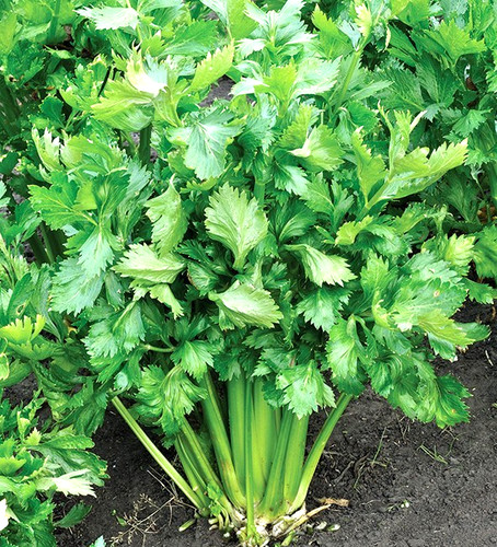 30cm organic home grown - 30cm,
