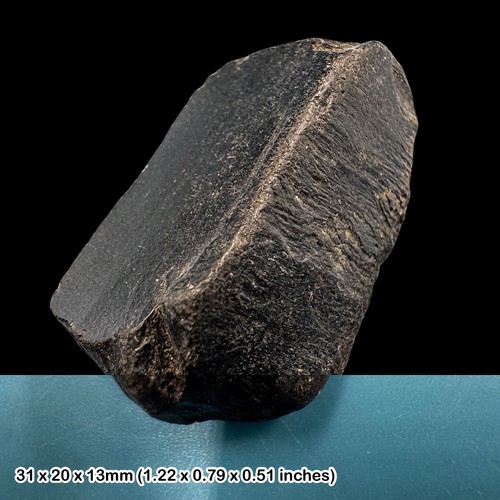 Whitby jet fossil tree - , resin