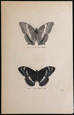 1869 butterflies cynthia - butterflies:,