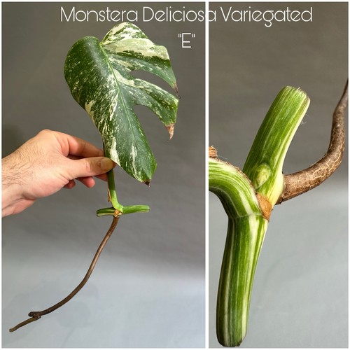 Monstera deliciosa albo - monstera, albo/